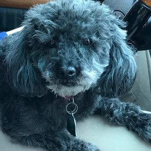 Meet your Posher, Sia